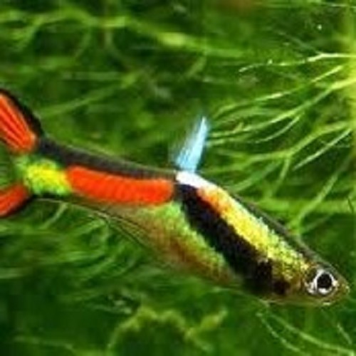 Lebistes reticulatus male albino multicolor - Guppy male albino multicolor M